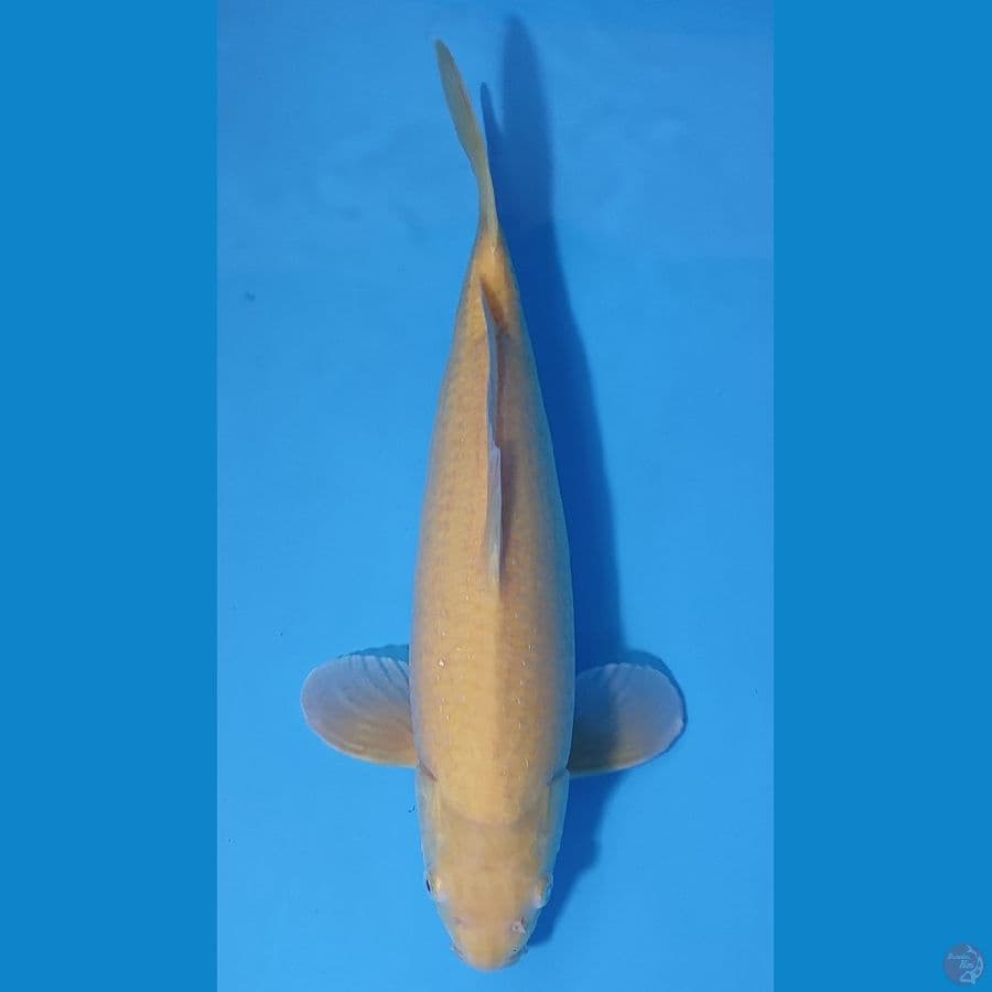 KARASI MATA MERAH ~44cm/Feemale~