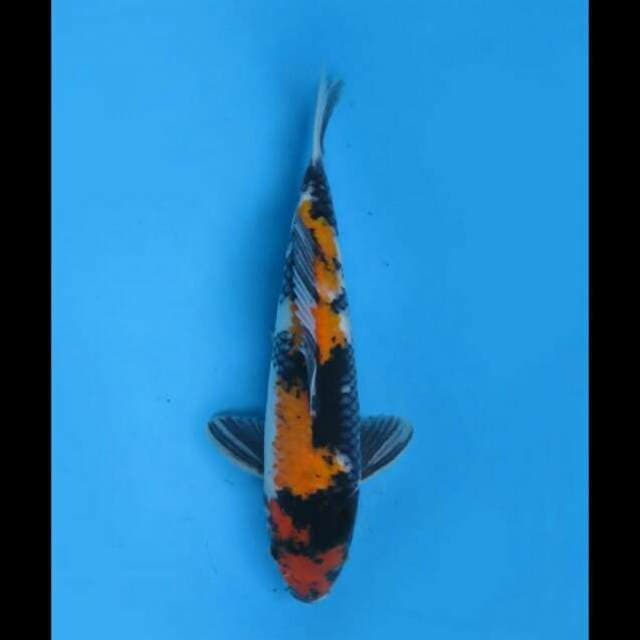 35cm Female - Hi Showa Pola Cantik