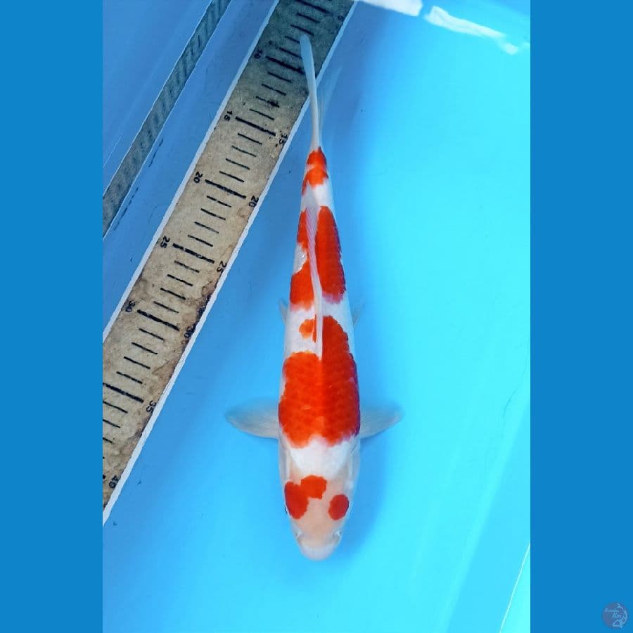Kohaku 31cm male