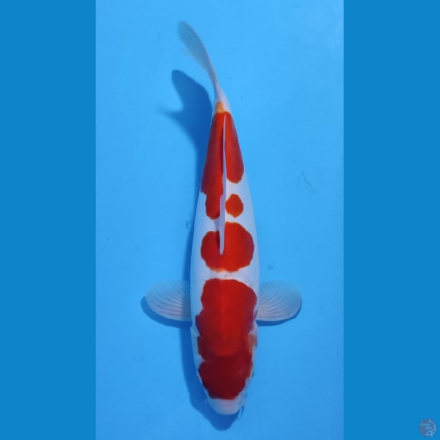 KOHAKU DOITSU BAHAN BAGUS ~33cm/Feemale~