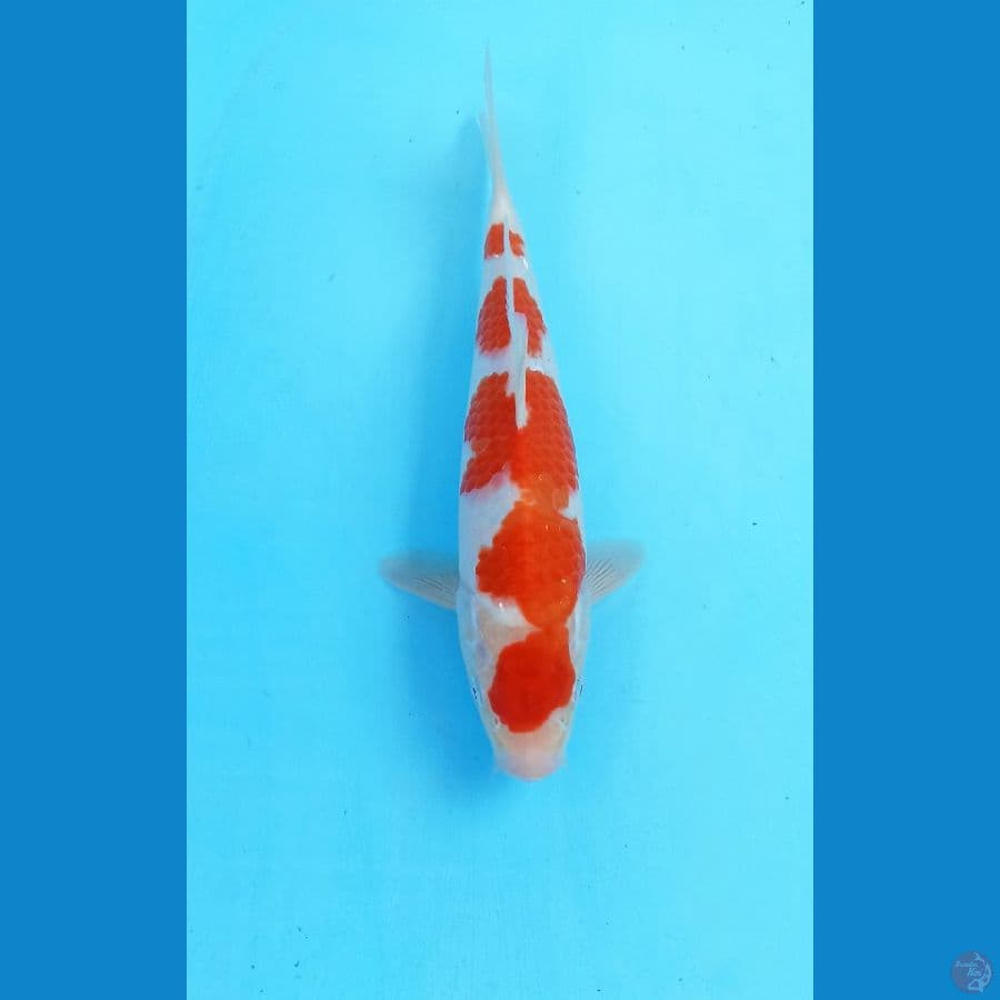 Kohaku 24cm