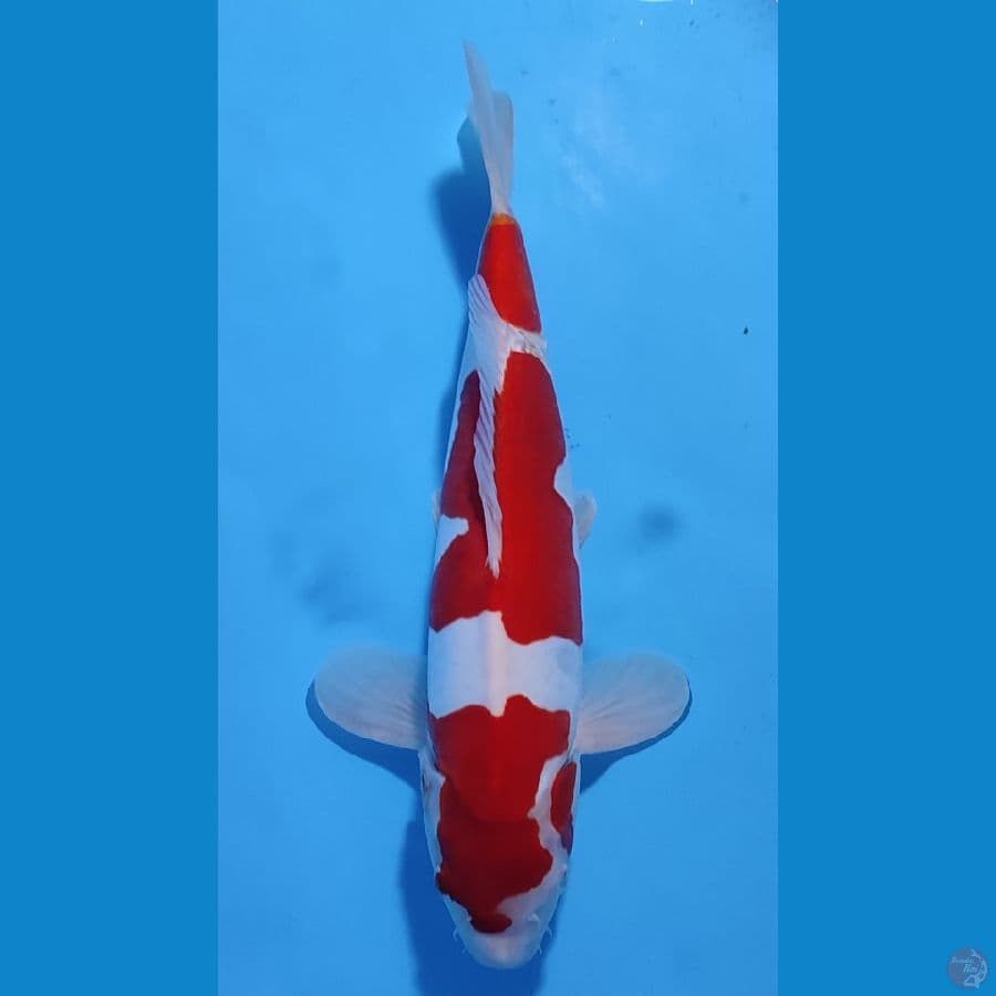 KOHAKU DOITSU BAHAN BAGUS ~36cm/Feemale~