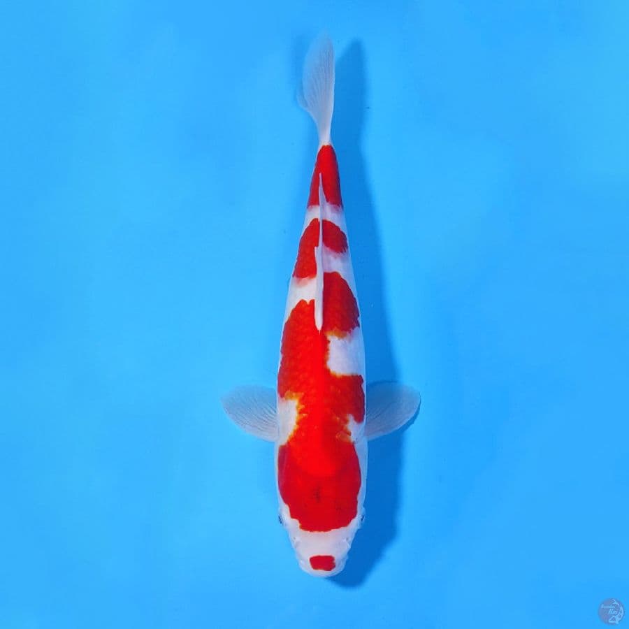 39CM KOHAKU POLA BAGUS FEMALE
