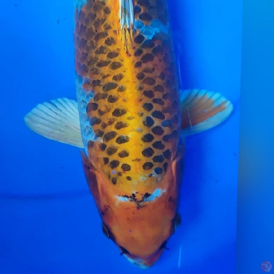 KOJAKU 32CM