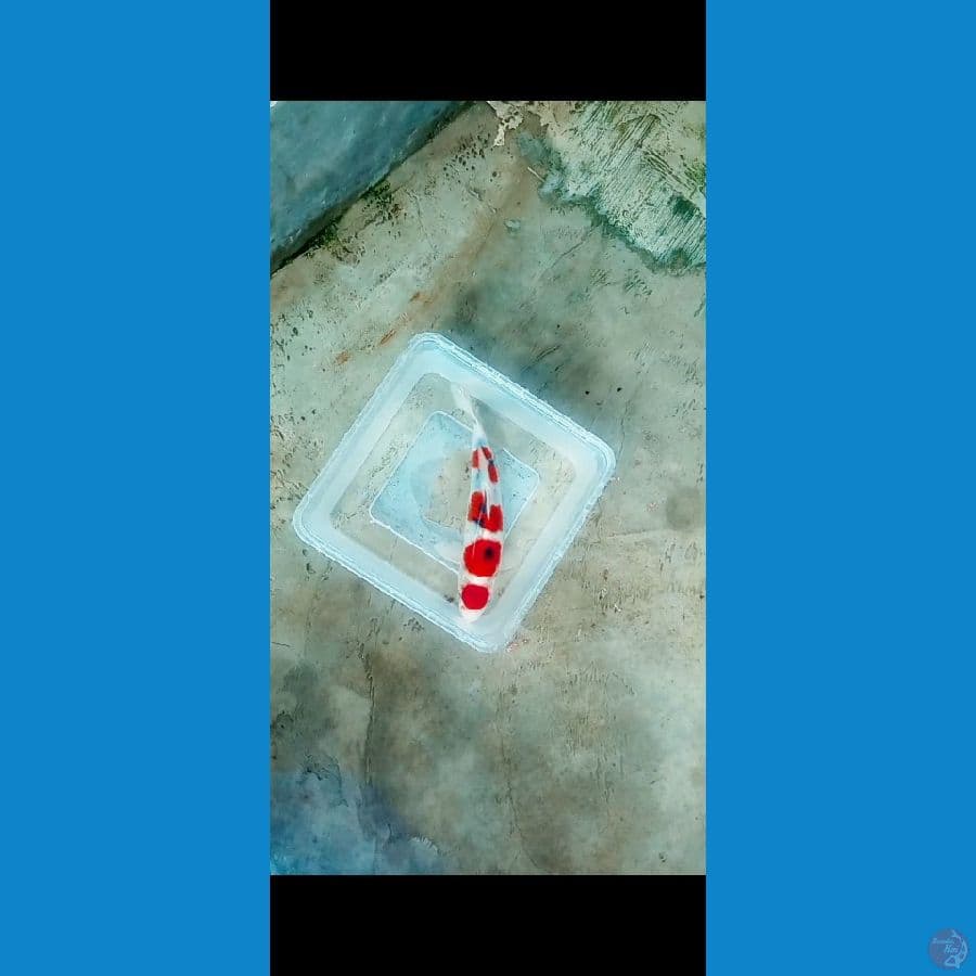Maruten Sanke 20cm malen calon jos