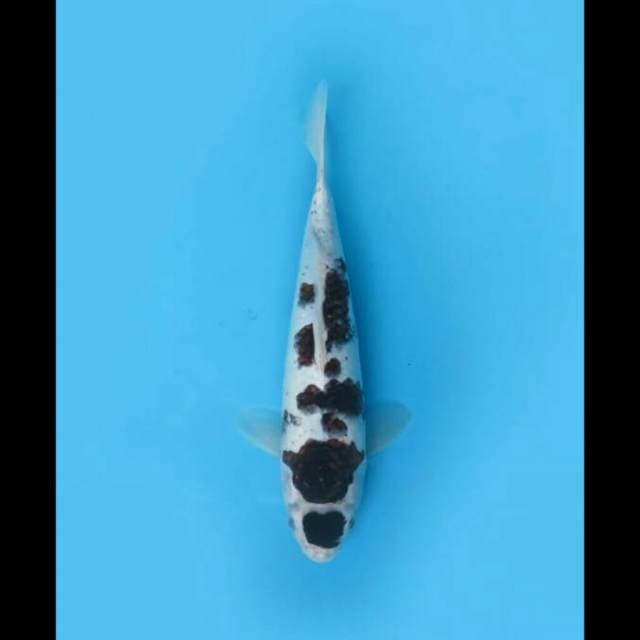 31cm Male - Budo Koromo
