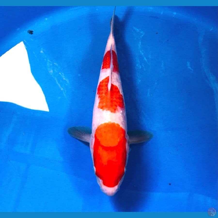 kohaku 29cm
