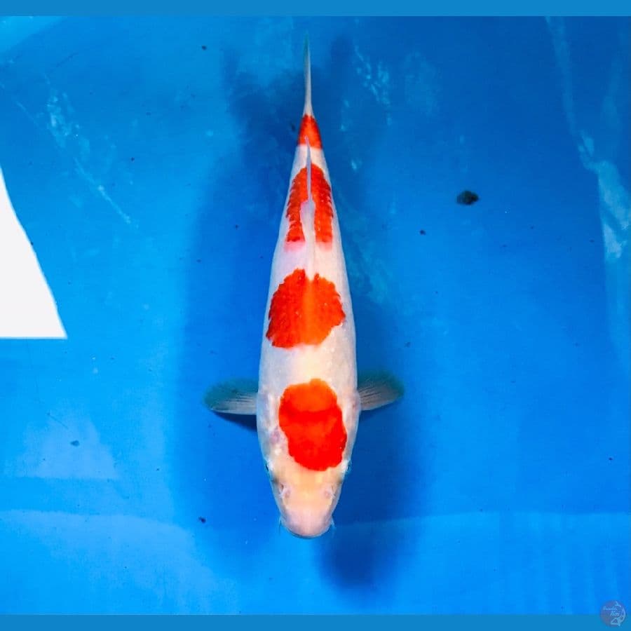 kohaku male 24cm