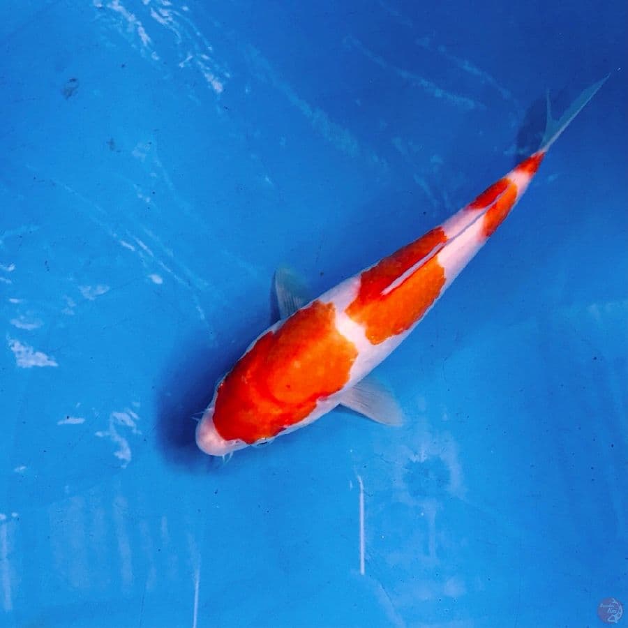 kohaku 23cm