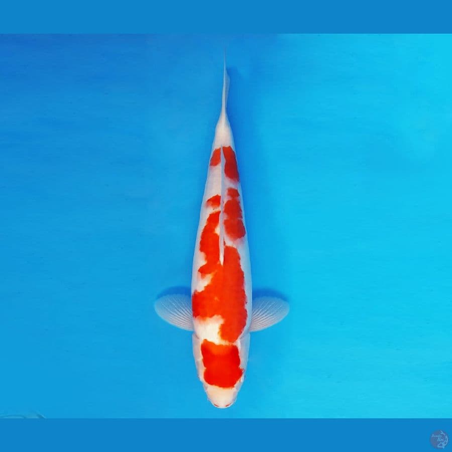 HARUNA 6 - Kohaku 39 cm/fm ®