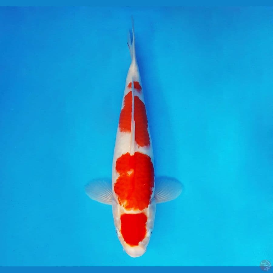 HARUNA 9 - Kohaku 38 cm/fm ®