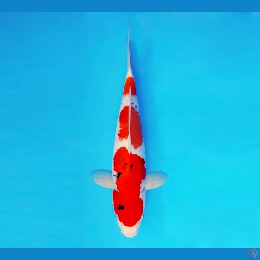 HARUNA 11 - Showa Tategoi 32 cm/fm ®