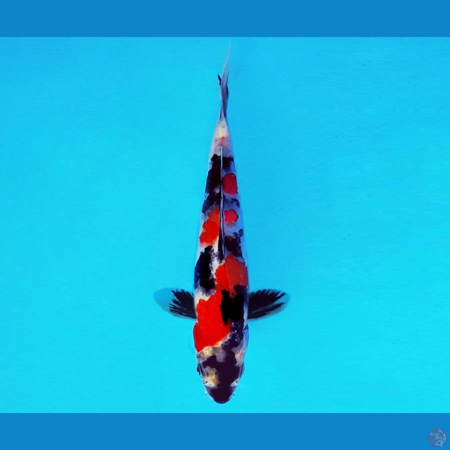 HARUNA 11 - Showa Sansoku 17 cm/male ®