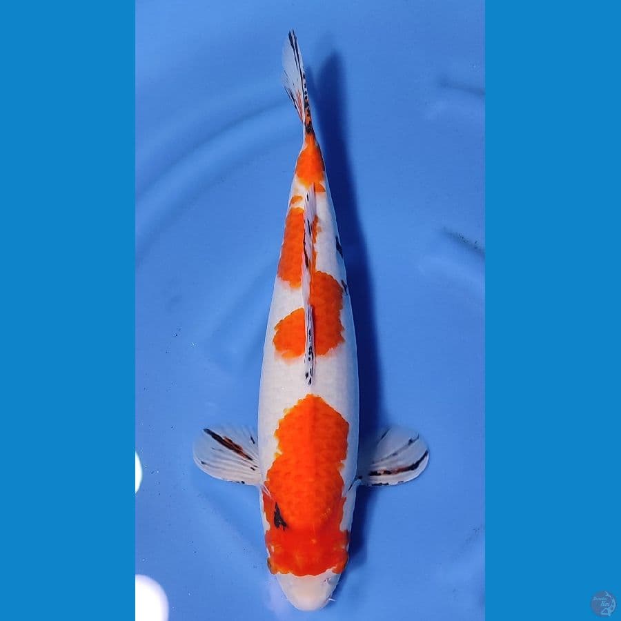 SANKE BAKAT JUMBO ~47cm/Feemale~
