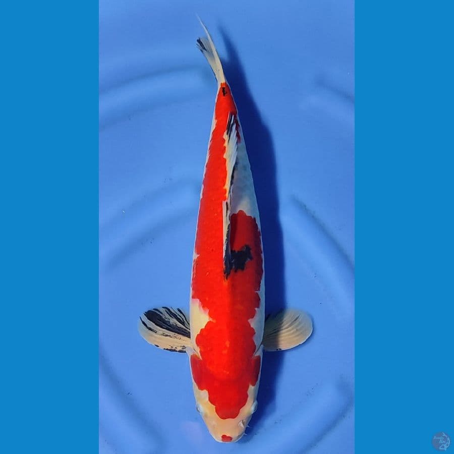 SANKE MERAH STRONG ~46cm/Feemale~