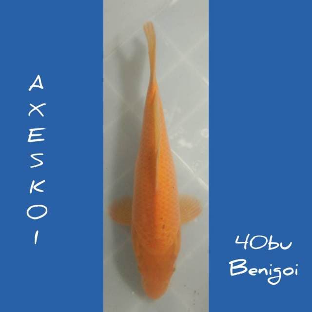 Benigoi, Bakalan? 40 Bu