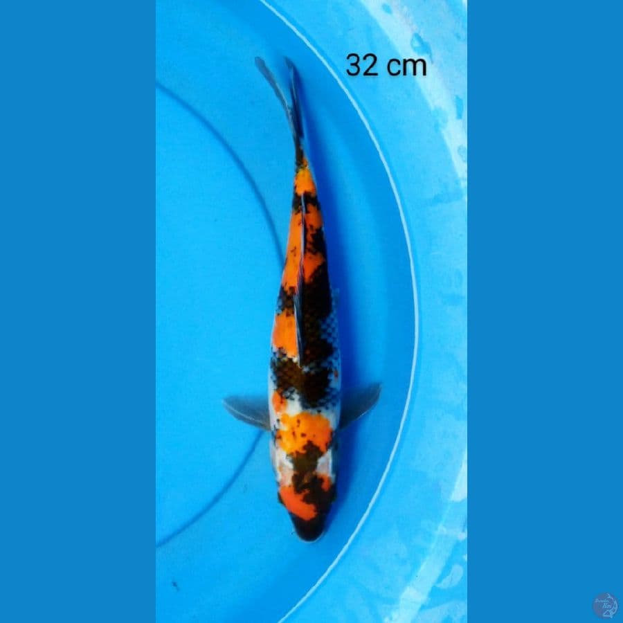 tancho showa 32 cm