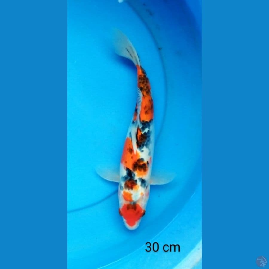 maruten showa 30 cm