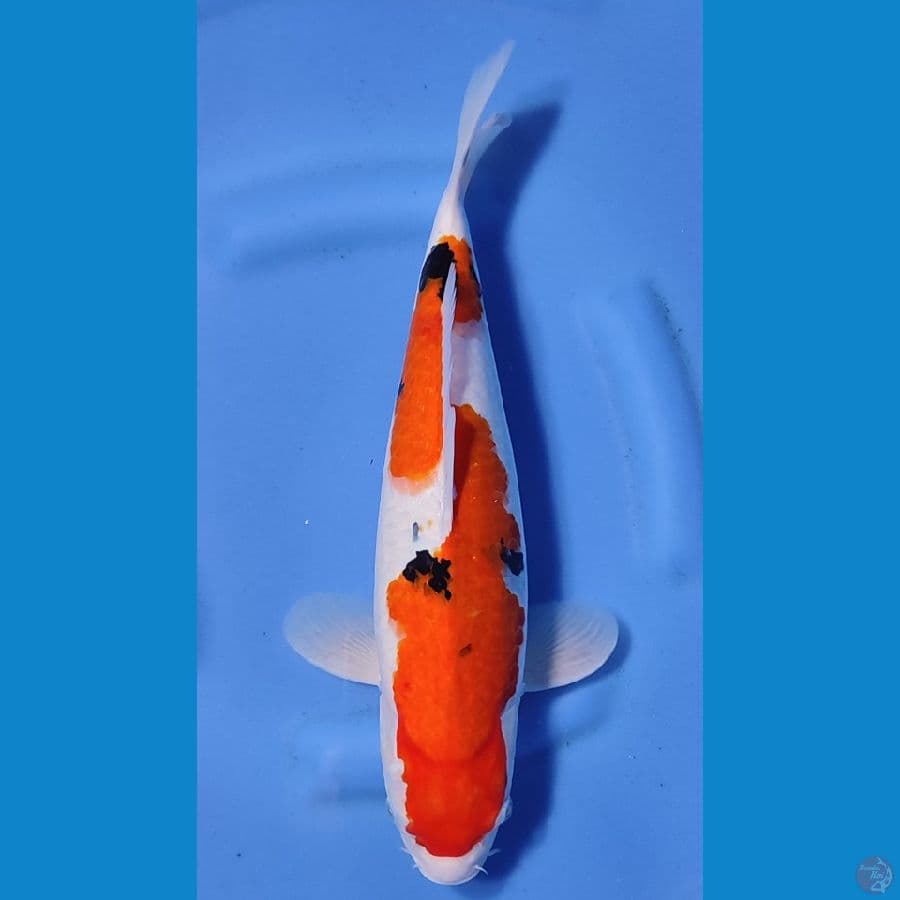 SANKE INAZUMA HQ ~41cm/Feemale~