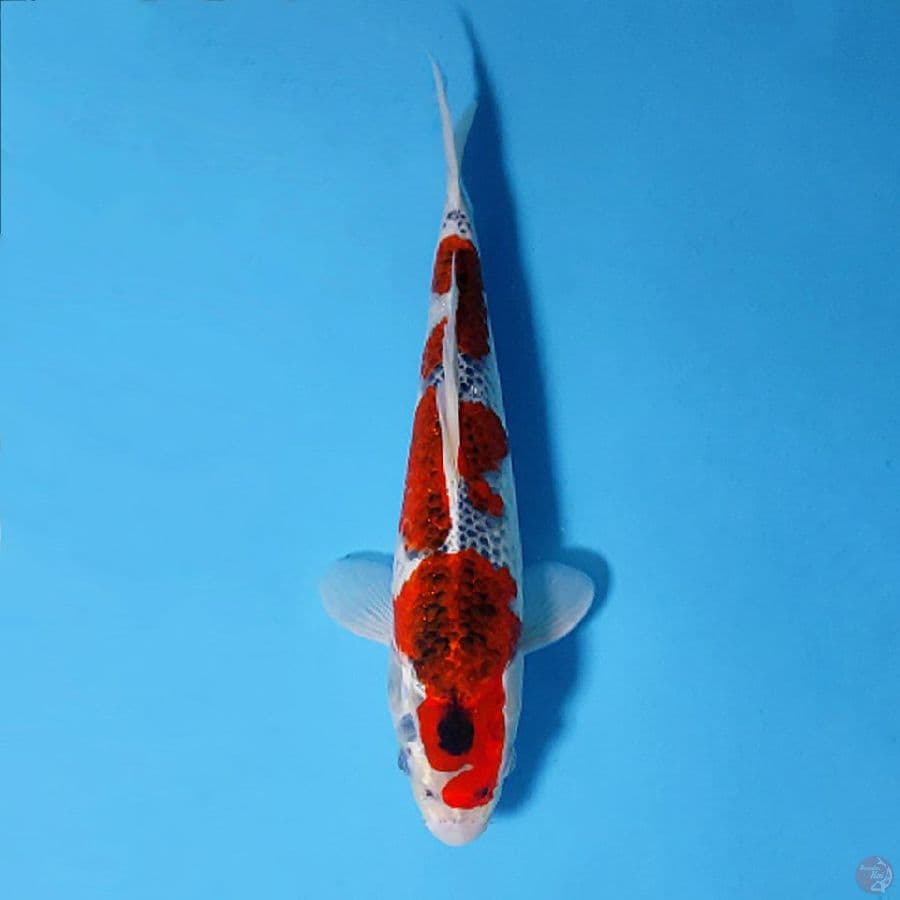 F30CM GOSHIKI ORIGINAL