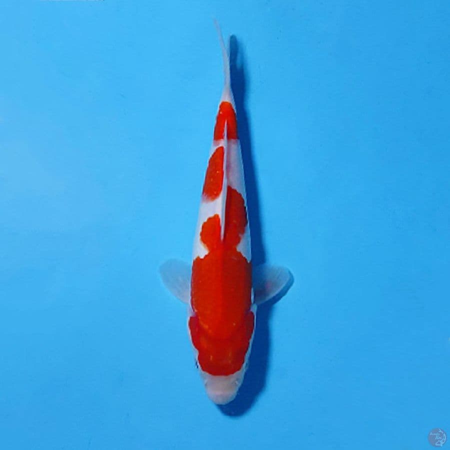 F25CM KOHAKU ORIGINAL