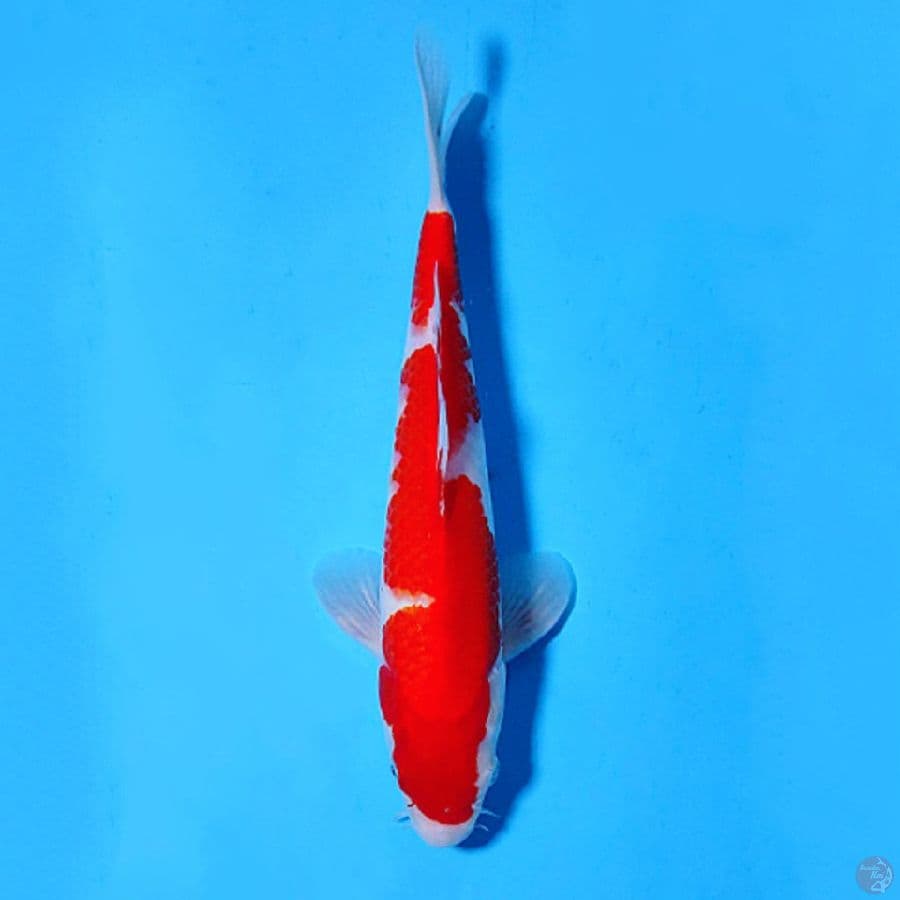 M26CM KOHAKU INAZUMA ORIGINAL