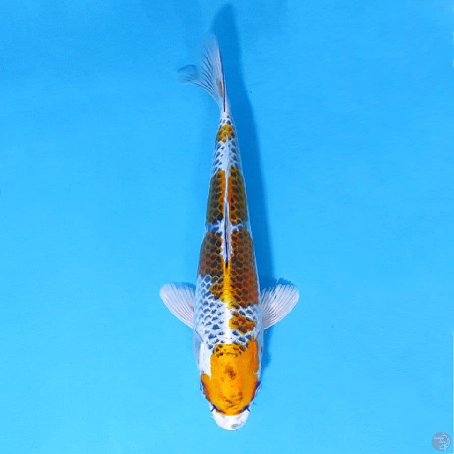 F27CM YELLOW KUJAKU 