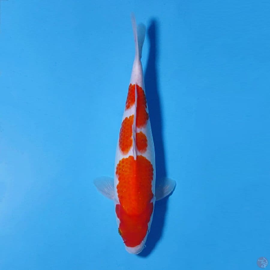F28CM KOHAKU ORIGINAL