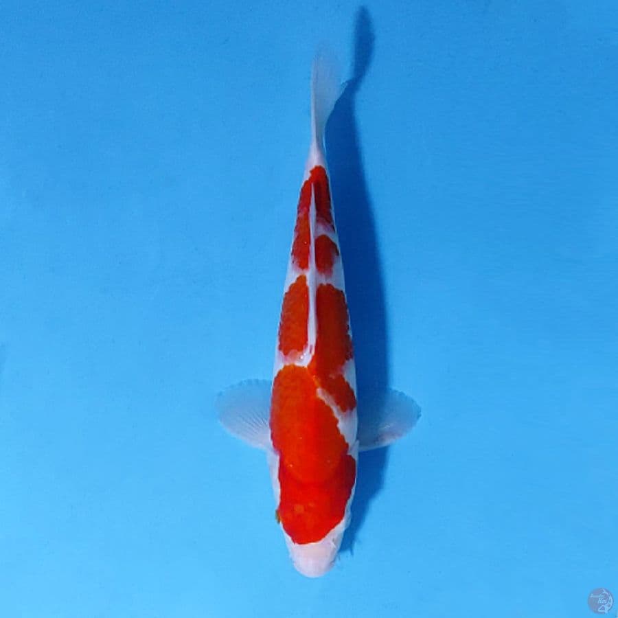 F27CM KOHAKU ORIGINAL