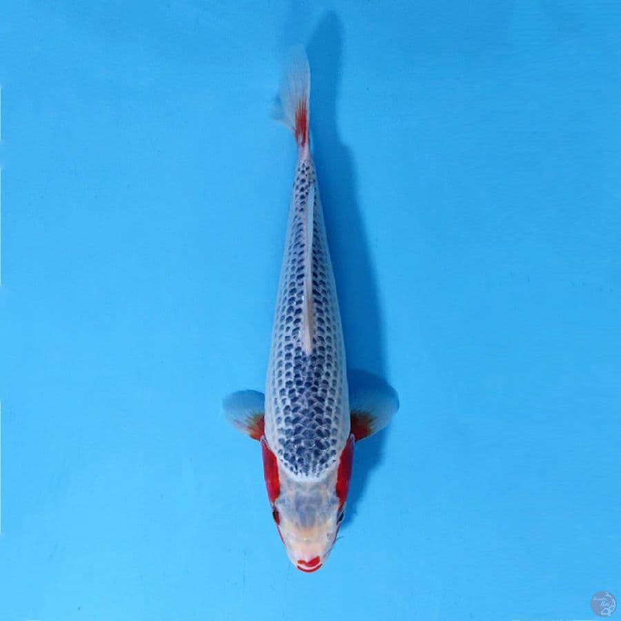 F28CM SQ ASAGI CALON TOP