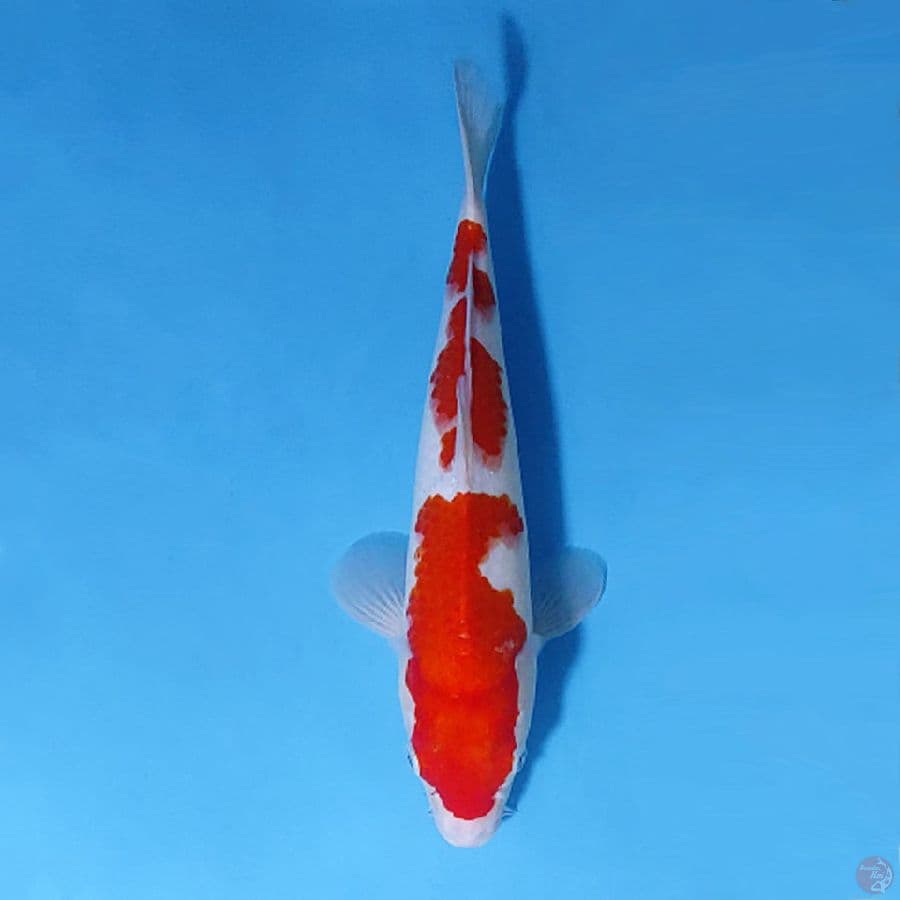 M33CM KOHAKU ORIGINAL