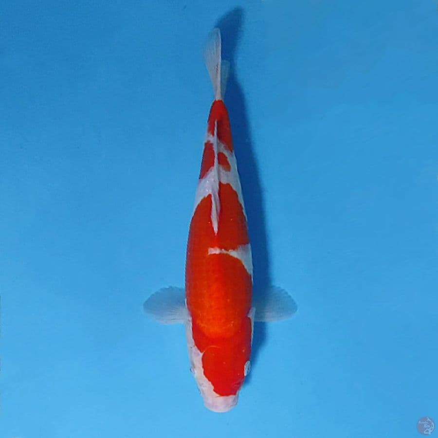 F30CM KOHAKU MERAH TEBAL