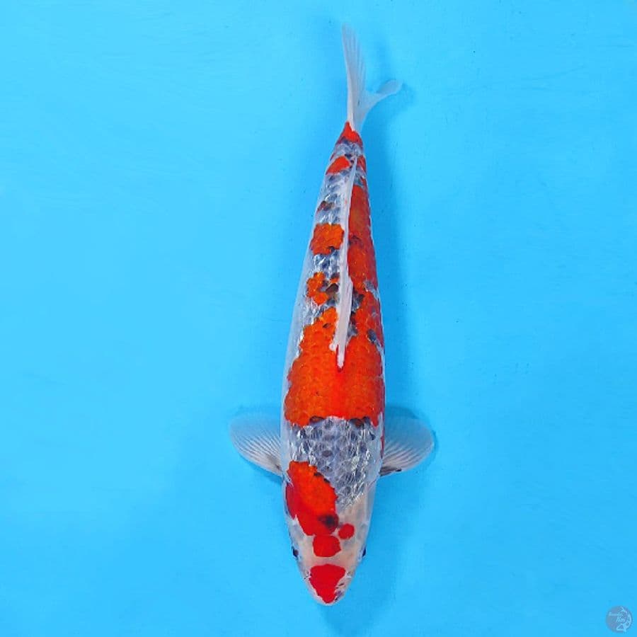 F42CM GOSHIKI GINRIN