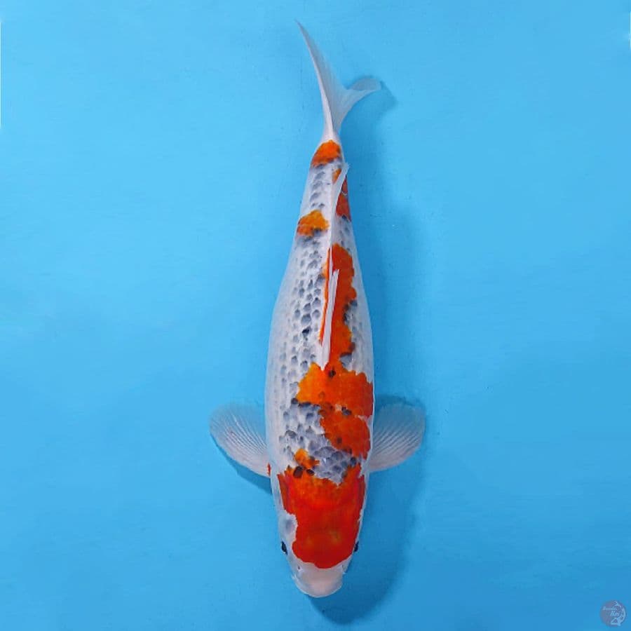 F45CM GOSHIKI ORIGINAL CALON INDUK
