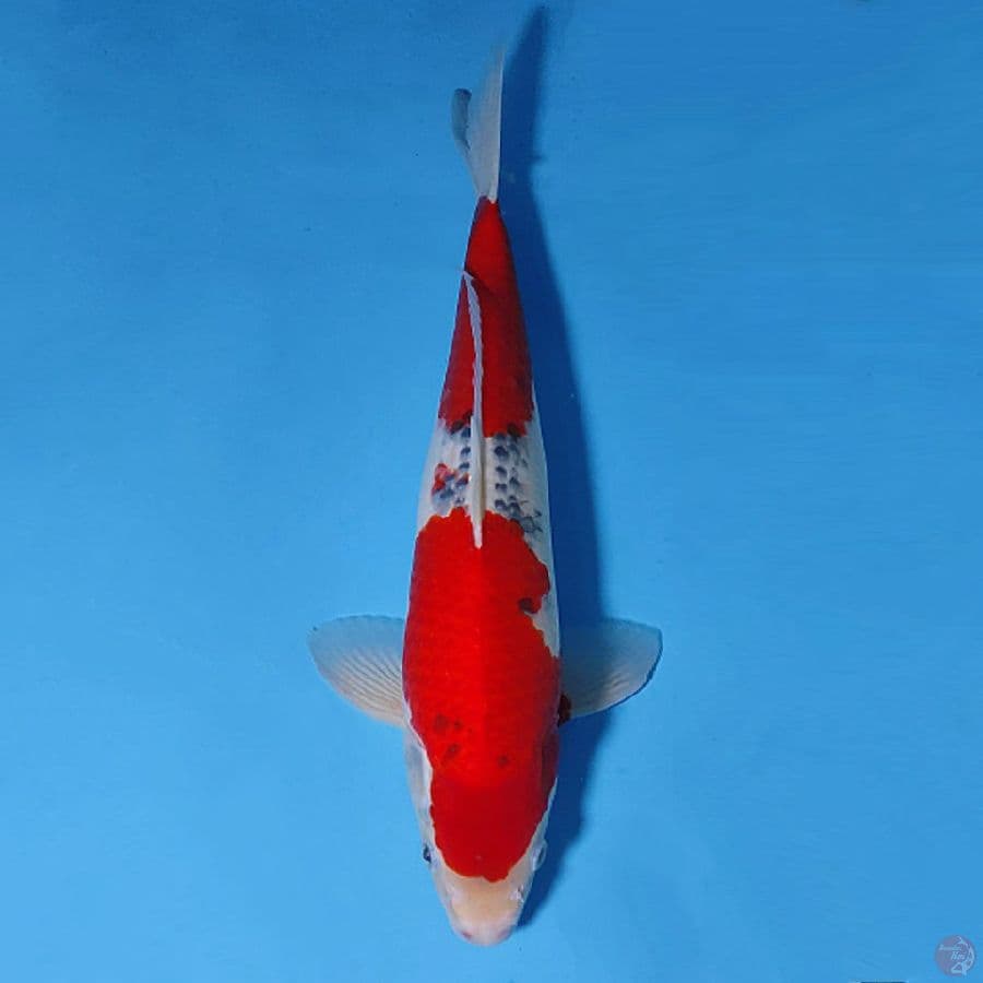M40CM GOSHIKI MERAH TEBAL