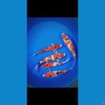 Showa Sanke 26-30 cm
