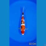 SHOWA 32 MALE 