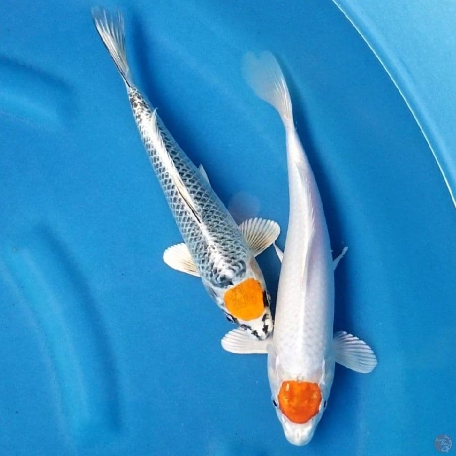 TANCHO 26-28 CM