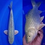Soragoi Ginrin 34cm Male