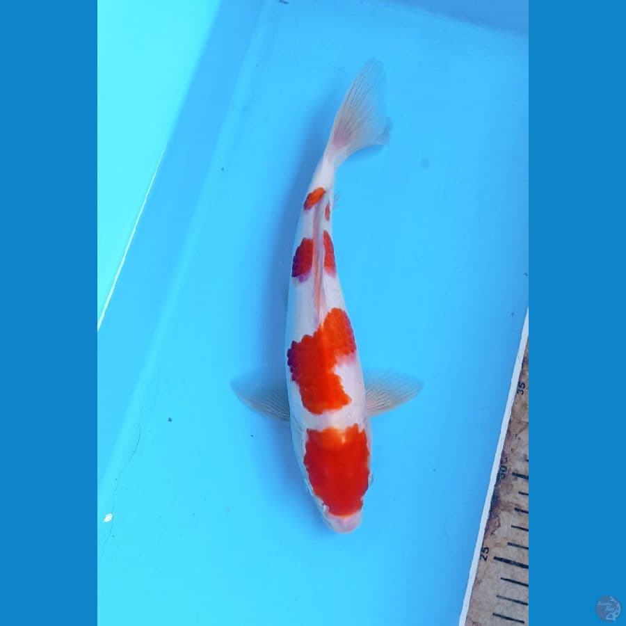 Kohaku 27cm