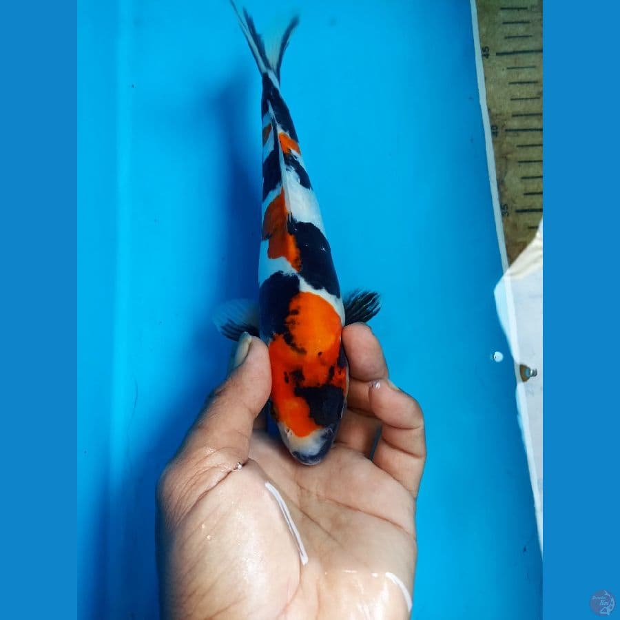 Showa doitsu 23cm