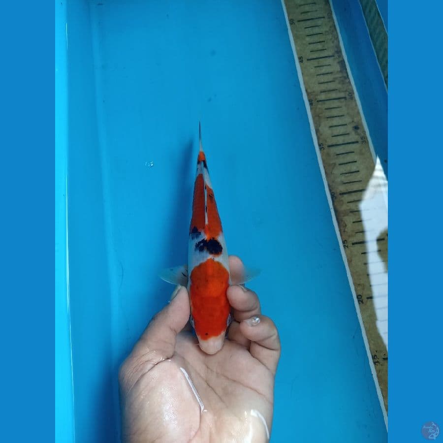 Sanke 21cm