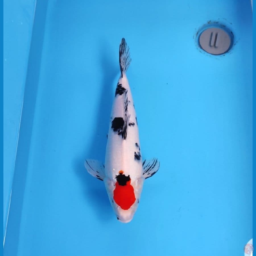TANCHO SANKE 35CM - FEEMALE 