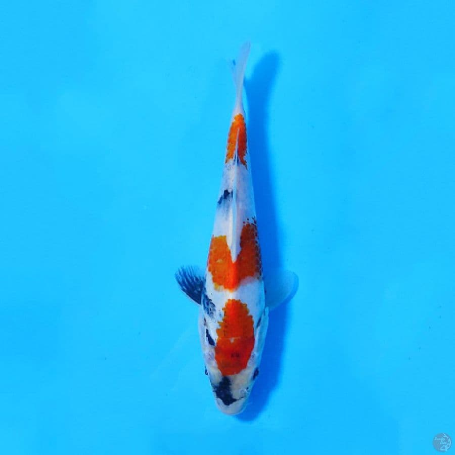 F21CM SHOWA TATEGOI 3 STEP
