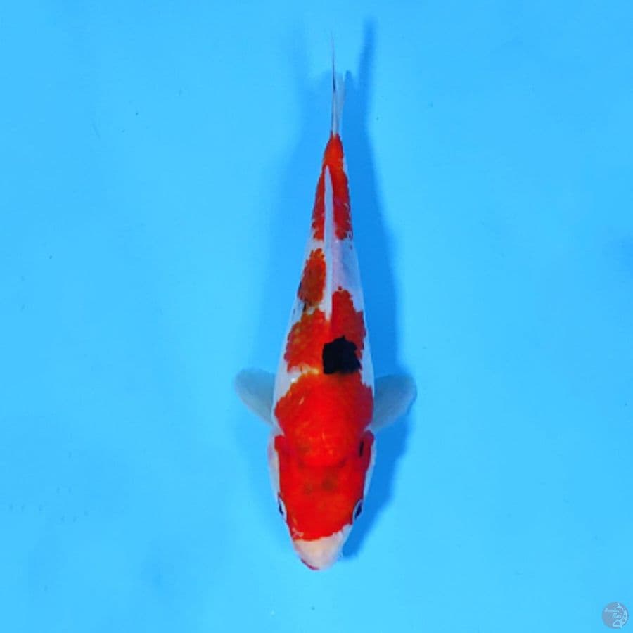 F20CM SHOWA TATEGOI