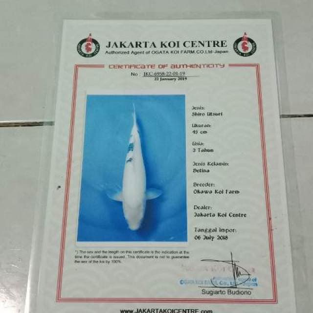 Shiro import OKAWA JUMBO CALON INDUKAN