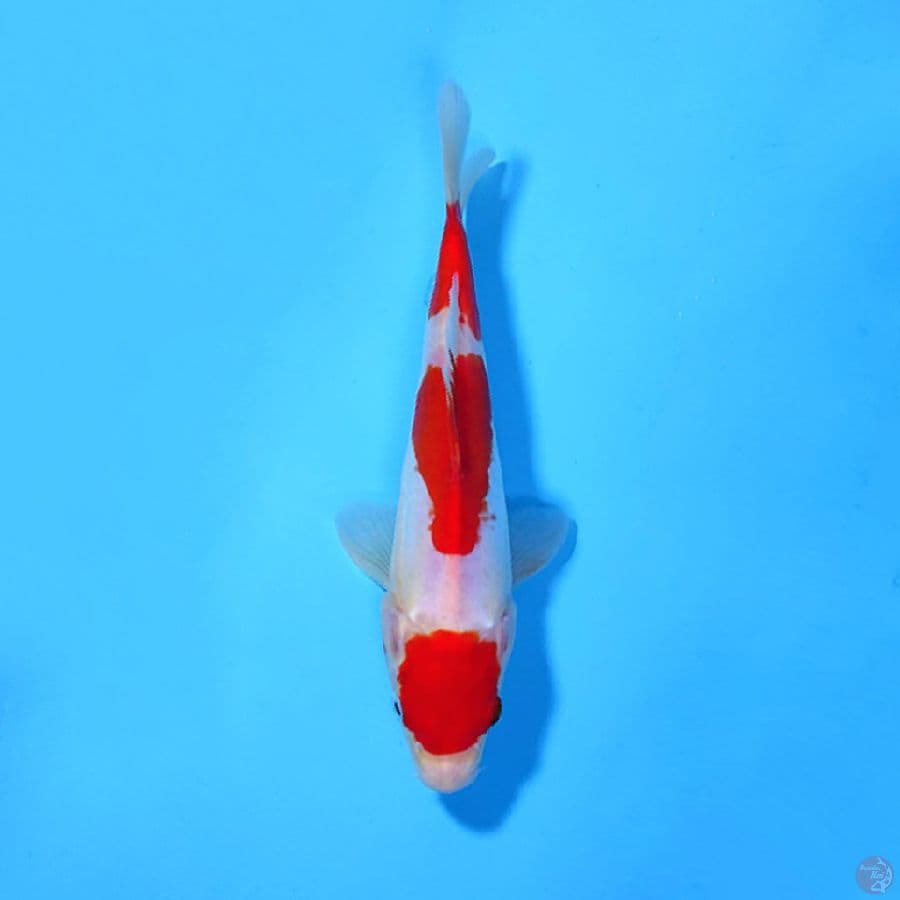 U21CM DOITSU KOHAKU ORIGINAL