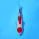 U21CM DOITSU KOHAKU ORIGINAL