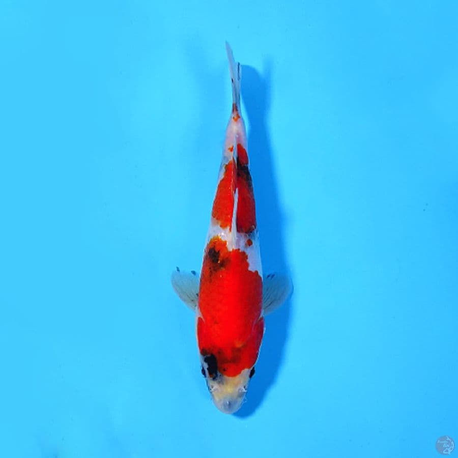 U20CM SHOWA TATEGOI 2 step