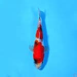 U20CM SHOWA TATEGOI 2 step